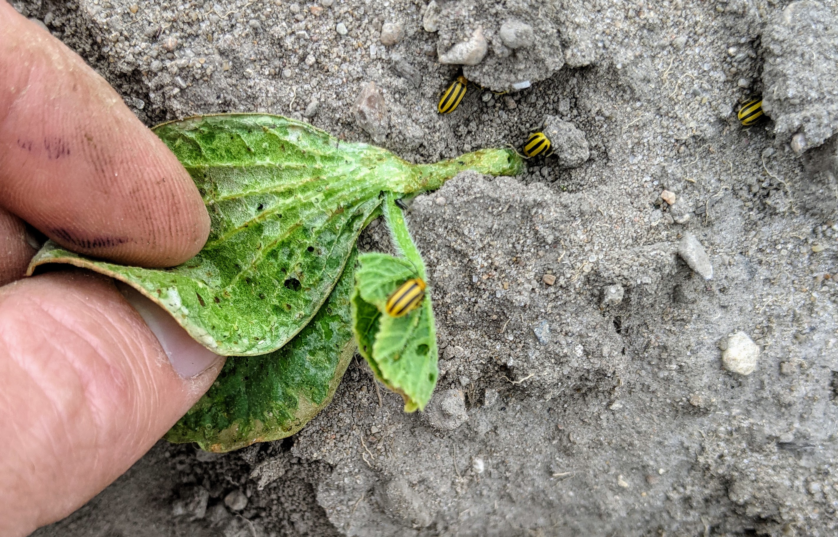 striped cucumber beetle